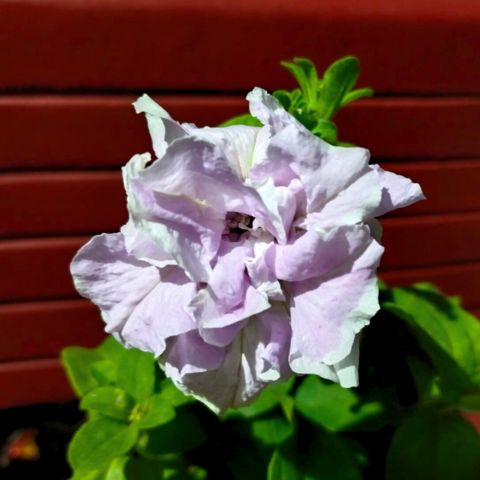 White Violet Petunia Flower Seeds for Planting Heirloom NONGMO Easy to Grow Garden Blooms Premium Quality 
 
 Sale