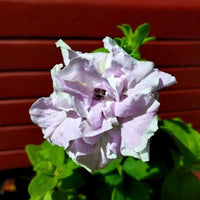 White Violet Petunia Flower Seeds for Planting Heirloom NONGMO Easy to Grow Garden Blooms Premium Quality 
 
 Sale