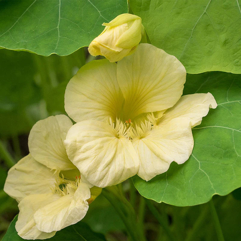 Green Nasturtium Flower seeds for Planting - Shade Tolerant, Heirloom & GMO Free Seeds for Home Garden