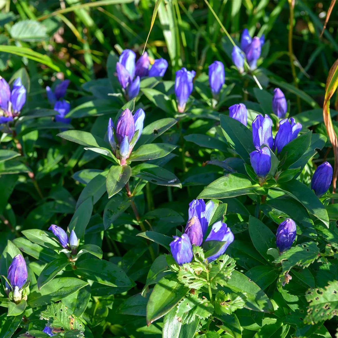 Blue Gentiana Triflora Flower seeds for Planting Garden Favorite Heirloom & GMO Free Seeds for Home Garden 
 
 Sale