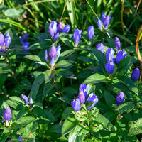 Blue Gentiana Triflora Flower seeds for Planting Garden Favorite Heirloom & GMO Free Seeds for Home Garden 
 
 Sale