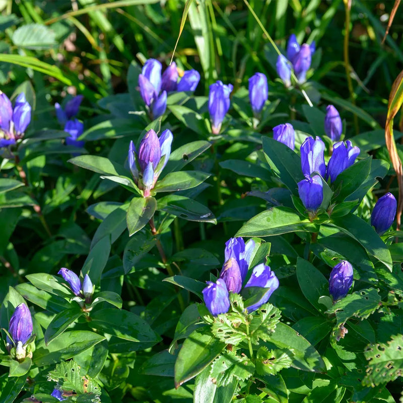 Blue Gentiana Triflora Flower seeds for Planting Garden Favorite Heirloom & GMO Free Seeds for Home Garden 
 
 Sale