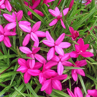 Rhodohypoxis Flower seeds for Planting - Hardy Variety, Heirloom & GMO Free Seeds for Home Garden
