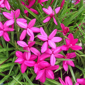 Rhodohypoxis Flower seeds for Planting - Hardy Variety, Heirloom & GMO Free Seeds for Home Garden