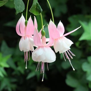 Fuchsias White Pink Flower seeds for Planting - Seasonal Bloomer, Heirloom & GMO Free Seeds for Home Garden