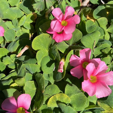 African Oxalis Flower Seeds for Exotic Gardens