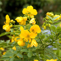Yellow Cassia Tora Flower seeds for Planting - Vibrant Colors, Heirloom & GMO Free Seeds for Home Garden