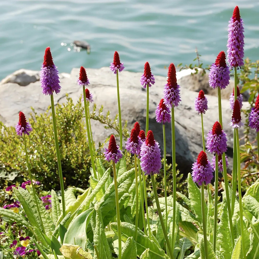 Red Purple Primula Vialii Flower seeds for Planting - Vibrant Colors, Heirloom & GMO Free Seeds for Home Garden