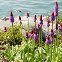 Red Purple Primula Vialii Flower seeds for Planting - Vibrant Colors, Heirloom & GMO Free Seeds for Home Garden