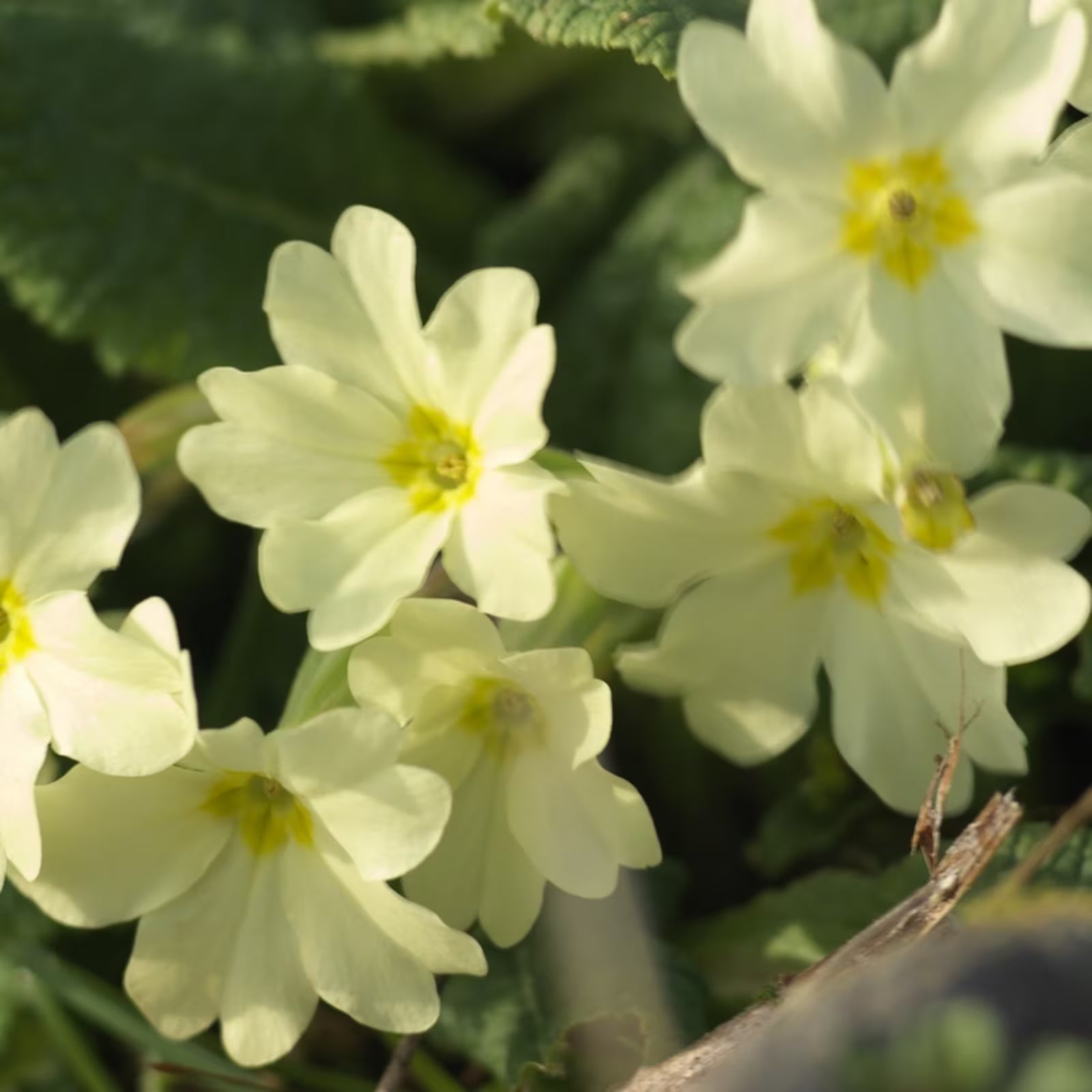 Light Yellow Primula Malacoides Flower seeds for Planting Perfect for Borders Heirloom & GMO Free Seeds for Home Garden
 
 Sale
