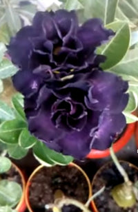 Blue Adenium Bonsai Flower seeds for Planting - Drought Tolerant, Heirloom & GMO Free Seeds for Home Garden