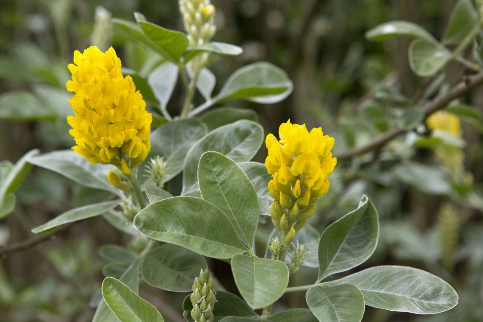 Argyrocytisus Flower seeds for Planting Compact Growth Heirloom & GMO Free Seeds for Home Garden