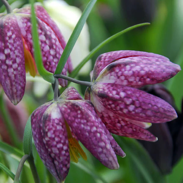 Fritillaria Flower seeds for Planting - Easy to Grow, Heirloom & GMO Free Seeds for Home Garden