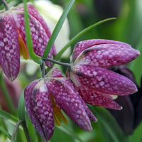 Fritillaria Flower seeds for Planting - Easy to Grow, Heirloom & GMO Free Seeds for Home Garden