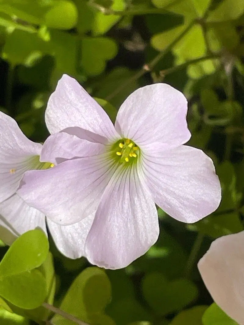 White Pink Oxalis Laciniata Flower seeds for Planting Long Bloom Season Heirloom & GMO Free Seeds for Home Garden
 
 Sale