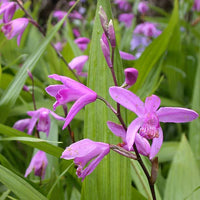 Bletilla Striata Flower seeds for Planting Colorful Display Heirloom & GMO Free Seeds for Home Garden 
 
 Sale