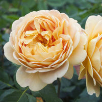 Cream Rose Flower seeds for Planting - Premium Quality, Heirloom & GMO Free Seeds for Home Garden
