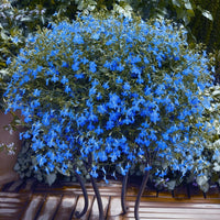 Blue Sapphire Flower seeds for Planting - Cut Flower Favorite, Heirloom & GMO Free Seeds for Home Garden