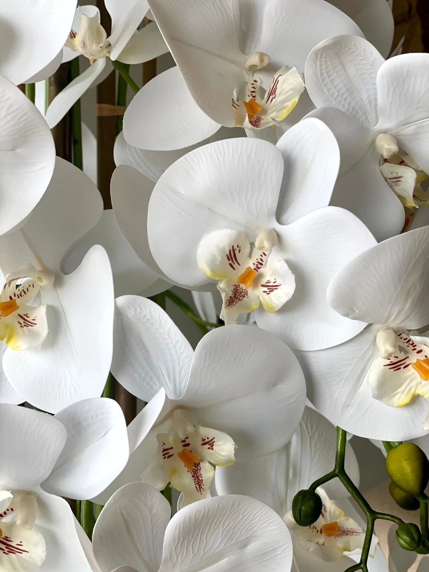White Phalaenopsis Orchids Seeds Flower seeds for Planting All Season Planting Heirloom & GMO Free Seeds For Home Garden 
 
 Sale
