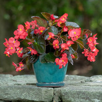 Begonia Flower seeds for Planting Low Maintenance Heirloom & GMO Free Seeds for Home Garden
