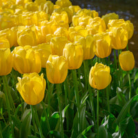 Yellow Tulip Flower seeds for Planting Shade Tolerant Heirloom & GMO Free Seeds for Home Garden