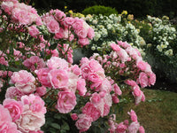 Rose Rosa Flower seeds for Planting Bright Blooms Heirloom & GMO Free Seeds for Home Garden