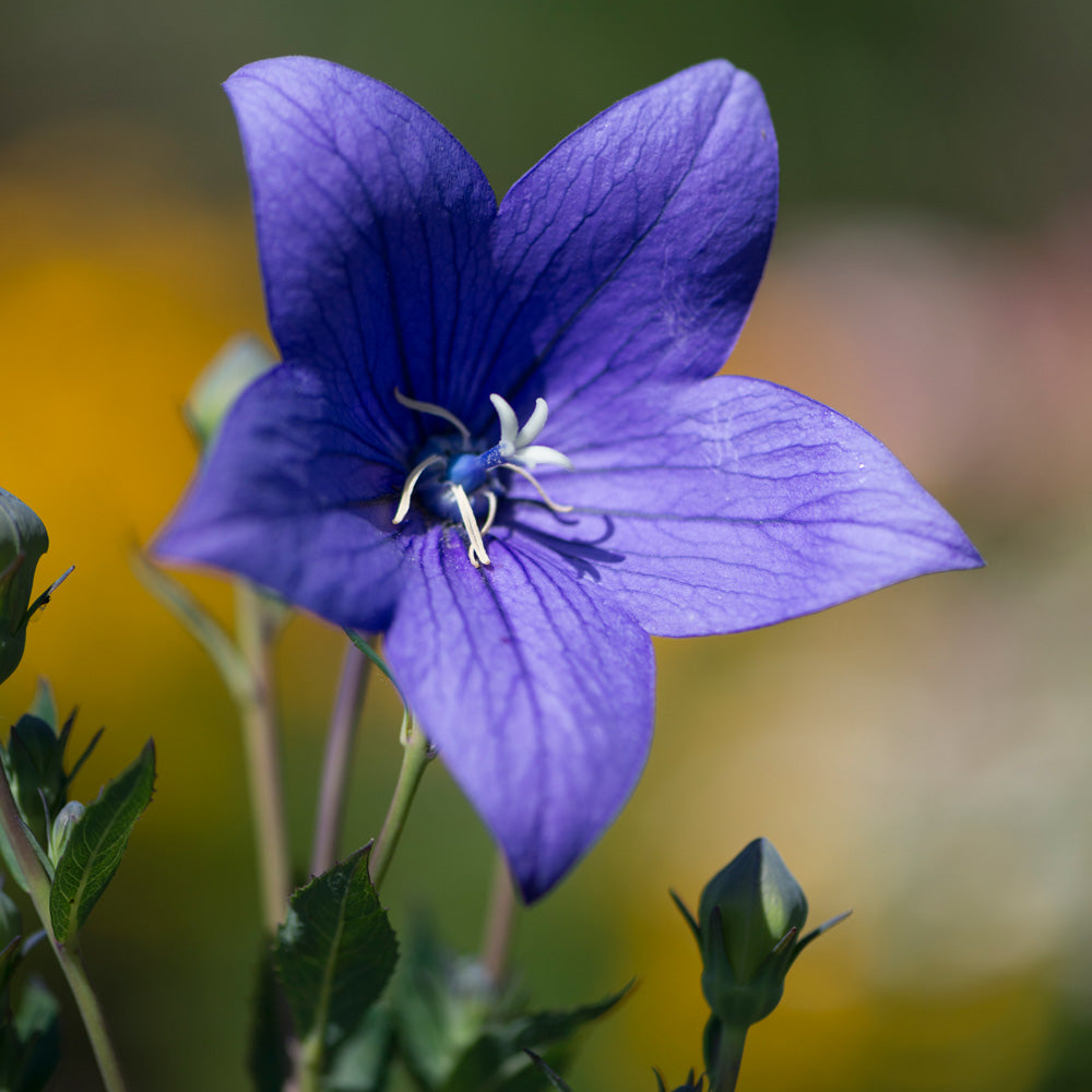 Platycodon Balloon Flower Seeds for Puffy, Perennial Garden Blooms