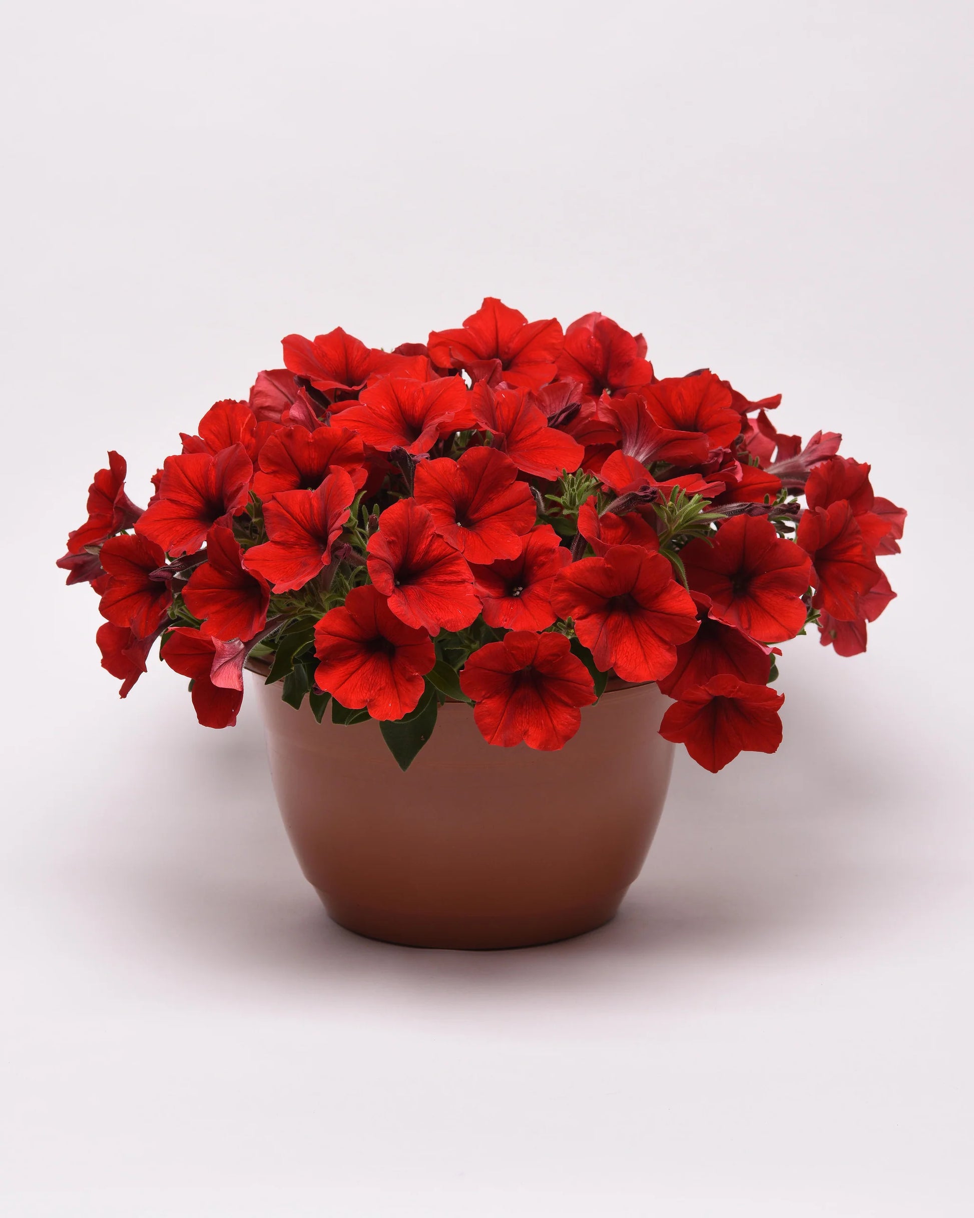 Petunia Red Easy Wave Flower Seeds for Planting - Vibrant Annual Blooms