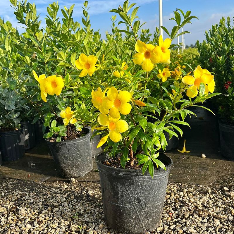 Pentalinon Luteum Flower seeds for Planting Hardy Variety Heirloom & GMO Free Seeds for Home Garden