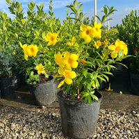 Pentalinon Luteum Flower seeds for Planting Hardy Variety Heirloom & GMO Free Seeds for Home Garden