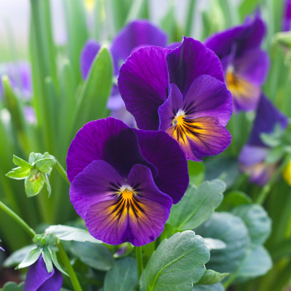 Viola Flower seeds for Planting, Perfect for Borders Heirloom & GMO Free Seeds for Home Garden