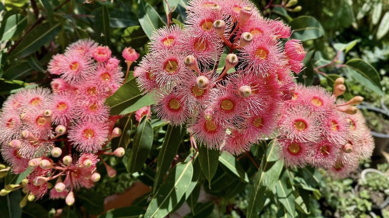 Pink Corymbia Ficifolia Flower seeds for Planting - Cut Flower Favorite, Heirloom & GMO Free Seeds for Home Garden