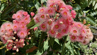 Pink Corymbia Ficifolia Flower seeds for Planting - Cut Flower Favorite, Heirloom & GMO Free Seeds for Home Garden