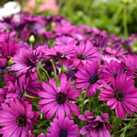 Mixed Osteospermum Flower seeds for Planting - Perfect for Borders, Heirloom & GMO Free Seeds for Home Garden