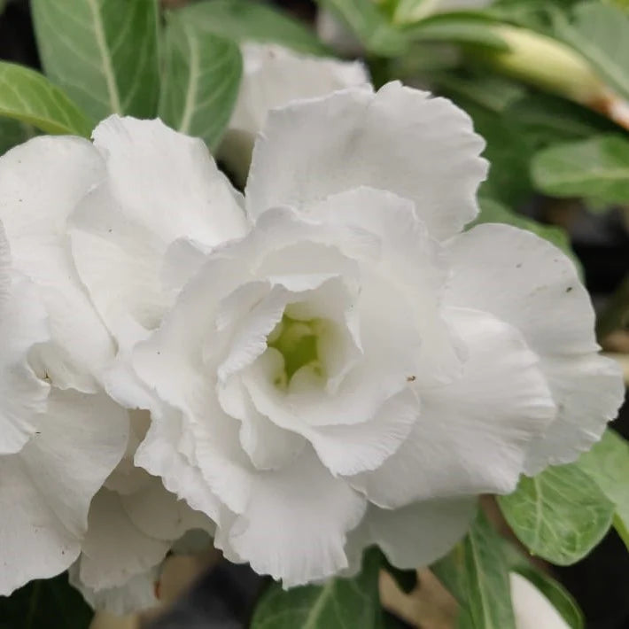 White Adenium Obesum Seeds Flower seeds for Planting Garden Favorite Heirloom & GMO Free Seeds for Home Garden