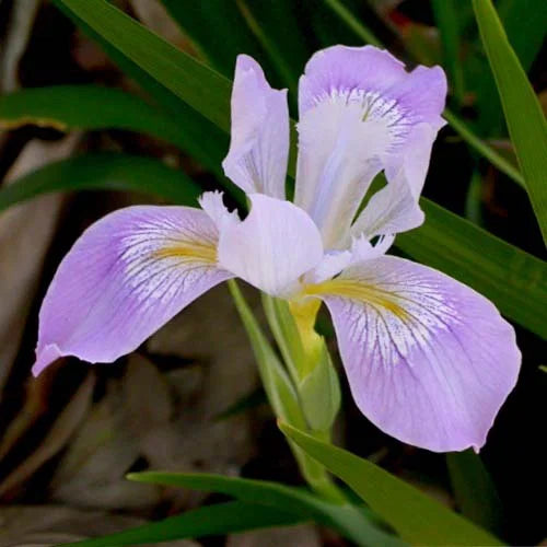 Violet Bulleyana Flower seeds for Planting - Wildflower Mix, Heirloom & GMO Free Seeds for Home Garden