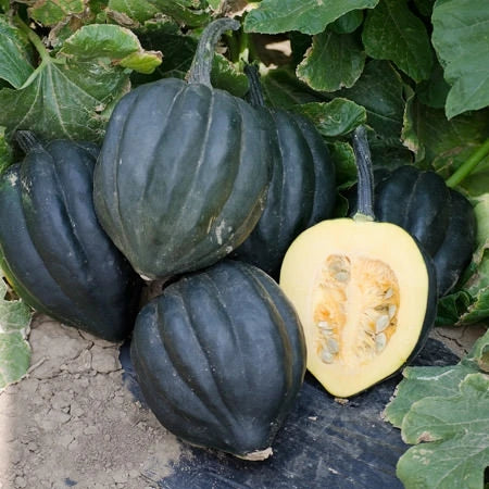Table King Bush Acorn Squash Planting  Seed for Robust Growth and Delicious Harvest in Your Garden
