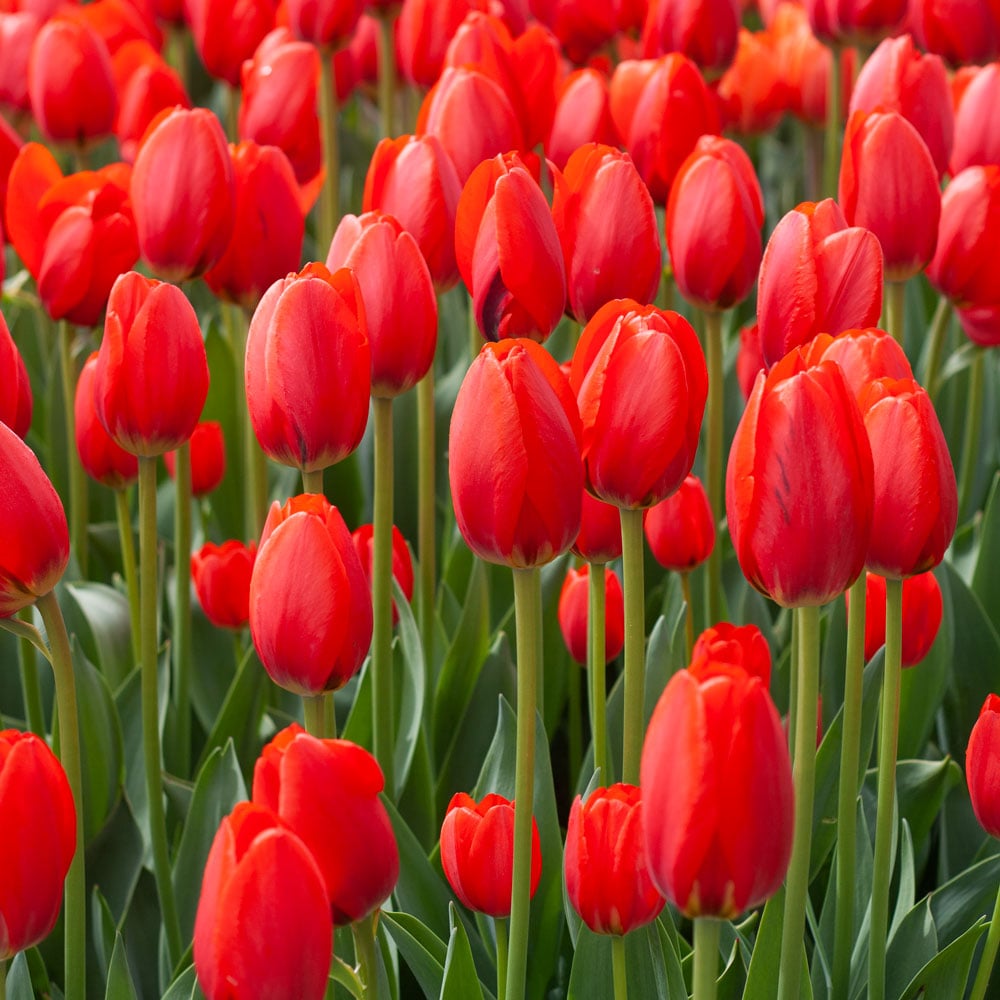 Deep Red Tulip Flower seeds for Planting Long Bloom Season Heirloom & GMO Free Seeds for Home Garden 
 
 Sale