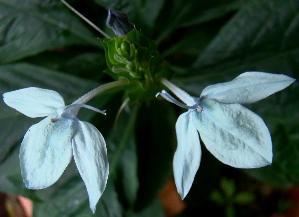 Ecbolium Viride Flower Seeds for Planting