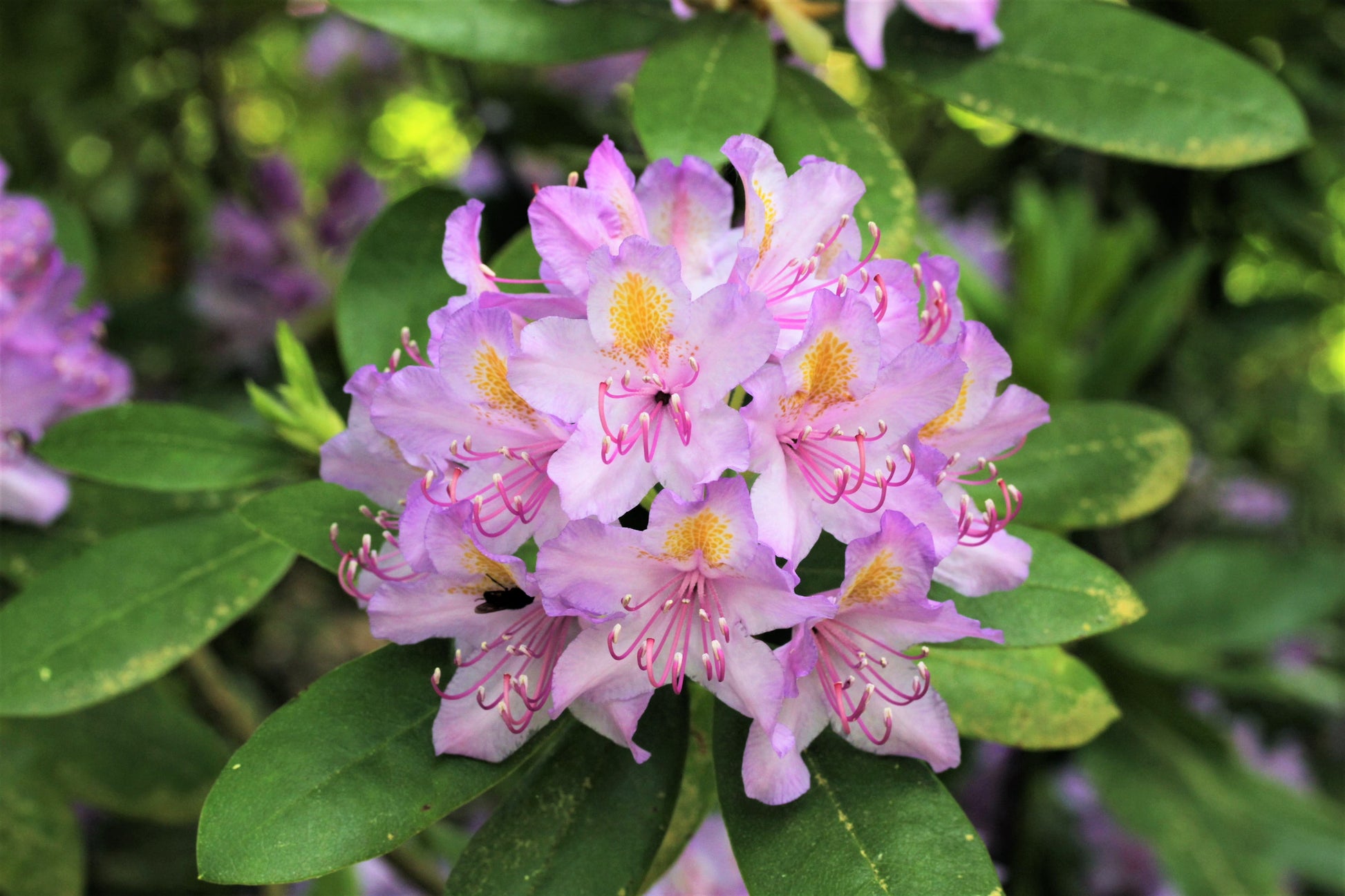 Lavender Rhododendron Azalea Flower Seeds for Planting Low Maintenance Heirloom & GMO Free Seeds for Home Garden
 
 Sale