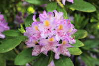 Lavender Rhododendron Azalea Flower Seeds for Planting Low Maintenance Heirloom & GMO Free Seeds for Home Garden
 
 Sale
