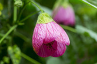 Abutilon Striatum Purple Flower Seeds for Planting