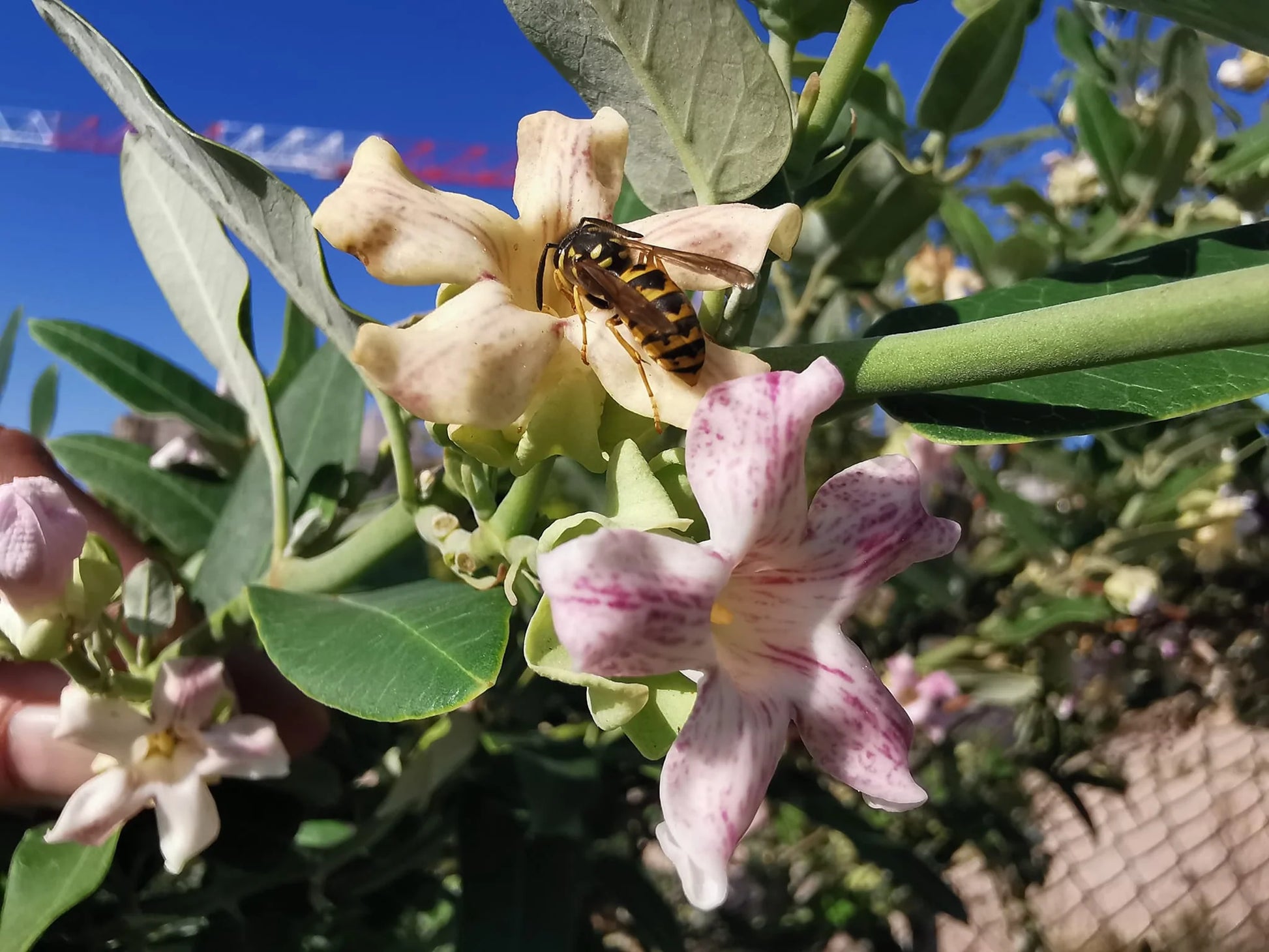 Araujia Flower seeds for Planting Perfect for Borders Heirloom & GMO Free Seeds for Home Garden