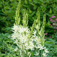 Heirloom Camassia Leichtlinii Flower seeds for Planting Colorful Display Heirloom & GMO Free Seeds for Home Garden