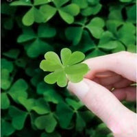 Light Green Clover Flower seeds for Planting - Cut Flower Favorite, Heirloom & GMO Free Seeds for Home Garden