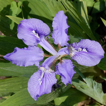 Violet Bulleyana Flower seeds for Planting - Wildflower Mix, Heirloom & GMO Free Seeds for Home Garden