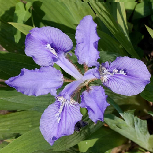 Violet Bulleyana Flower seeds for Planting - Wildflower Mix, Heirloom & GMO Free Seeds for Home Garden
