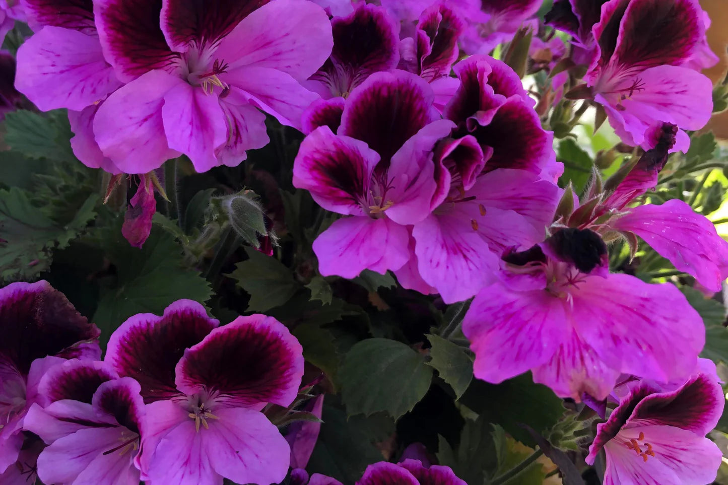 Purple Geranium Flower Seeds for Planting - Vibrant Garden Blooms