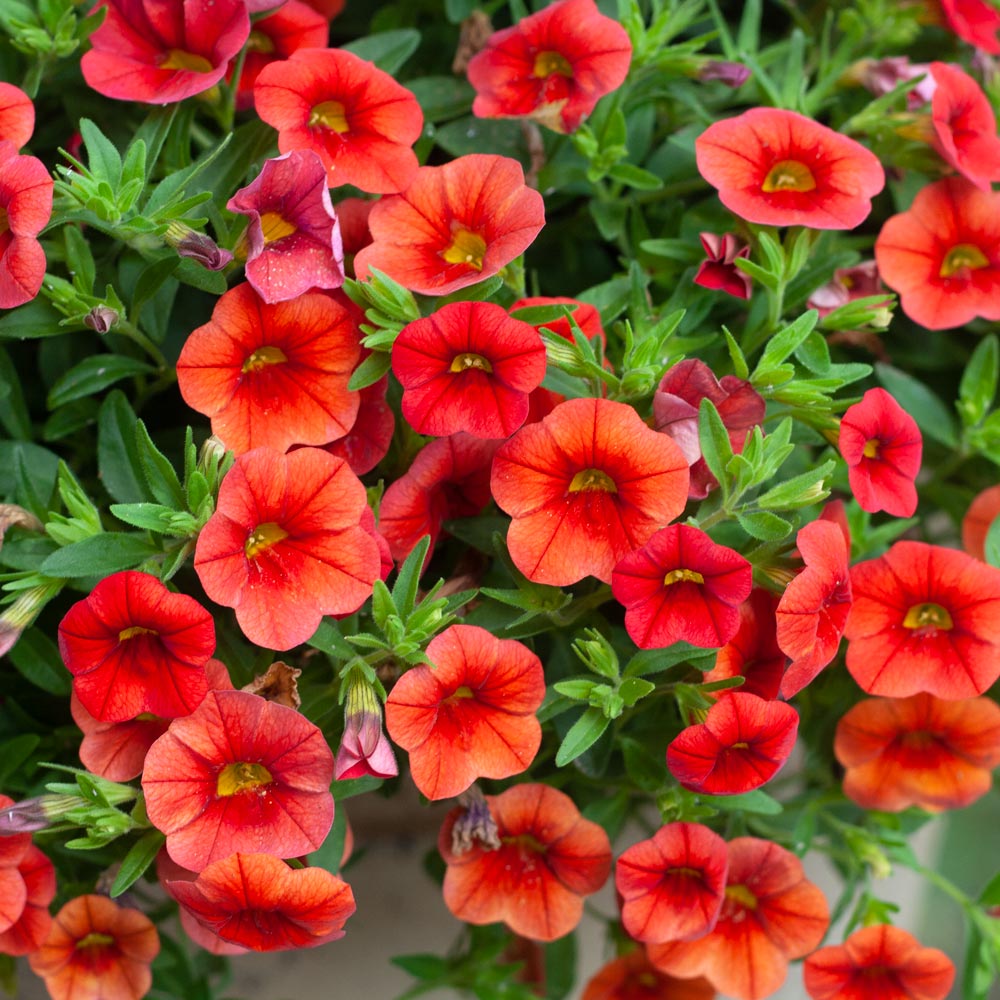 Orange Calibrachoa Flower seeds for Planting - Hardy Variety, Heirloom & GMO Free Seeds for Home Garden