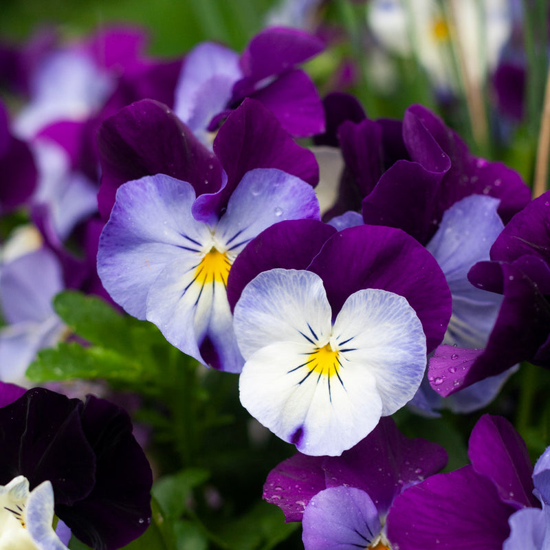 Purple Wavy Viola Planting Seeds for Fall & Spring Gardens